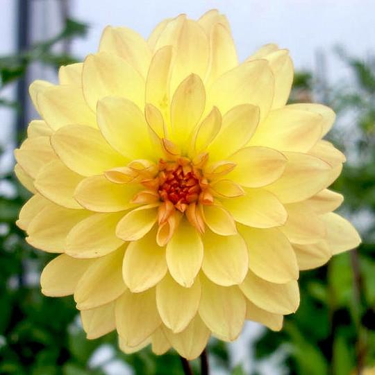 Waterlily - Oakridge Dahlias Catalogue