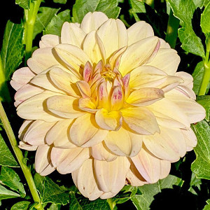 Waterlily - Oakridge Dahlias Catalogue