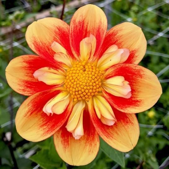 Pollinators - Oakridge Dahlias Catalogue